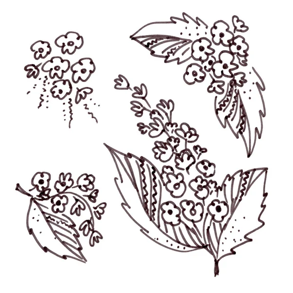Ensemble d'éléments floraux noirs dans le style de l'art linéaire sur un fond blanc. Cerise d'oiseau quatre fleurs et feuilles — Photo