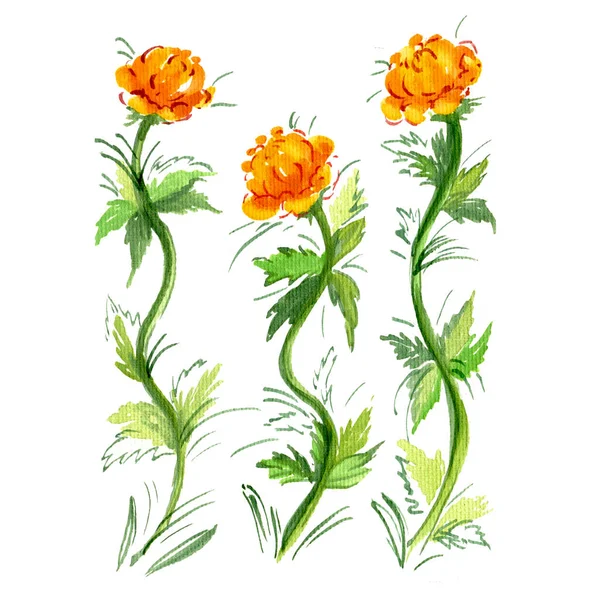 Aquarell-Zweig orange Butterblume auf weißem Hintergrund. Isolierte Blumen Element mit Verpackung — Stockfoto