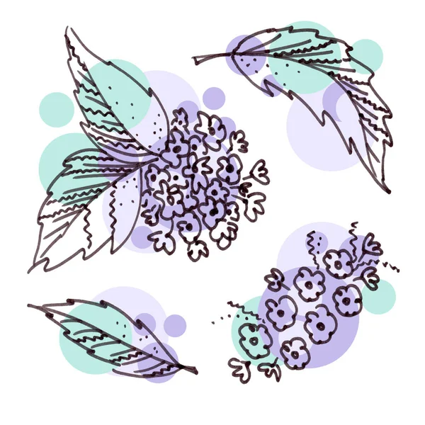 Beyaz arka planda çizgi sanatı tarzında çiçek unsurları. Mor kuş kirazı iki mor çiçek ve üç yeşil yaprak — Stok fotoğraf