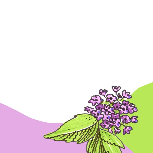 Vorlagen-Hintergrund für Feiertage. Rosa, grün und weiß Hintergrund für Text. Filzstift violette Blumen mit grünem Element im Stil der Linienkunst für Web-Banner. — Stockfoto