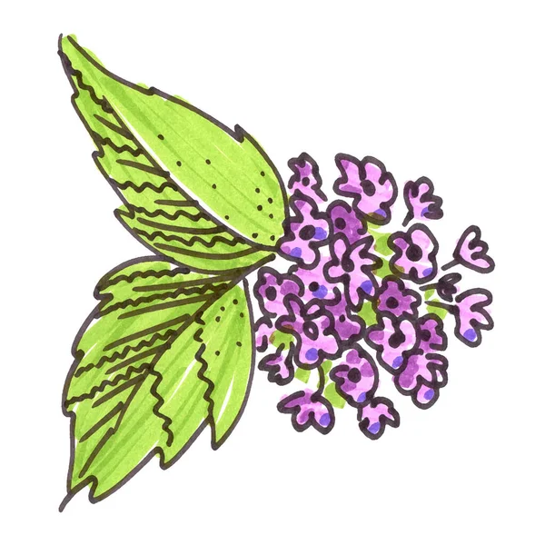 Set of violet Floral elements in the style of line art on a white background. Bird cherry Flowers and leaf — Stock Photo, Image