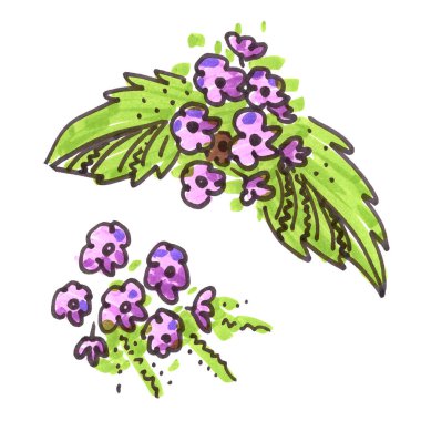 Beyaz arkaplandaki çizgi sanatı tarzında mor ve yeşil çiçek elementleri. Kuş kiraz çiçekleri ve yaprak