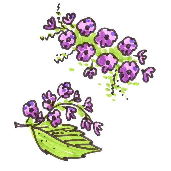 Beyaz arkaplandaki çizgi sanatında menekşe ve yeşil çiçek elementleri. Kuş kiraz çiçekleri ve yaprak — Stok fotoğraf