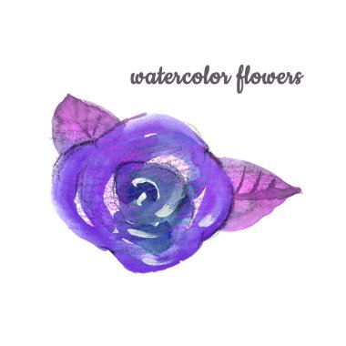 Suluboya menekşe çiçeği elle boyanmış tomurcuk ve beyaz arka planda yapraklar. Düğün ve ambalaj için izole edilmiş mor gül.