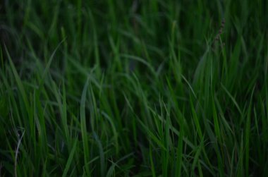 Akşamları yeşil çimenler