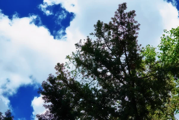 Lumière du soleil à travers les feuilles — Photo