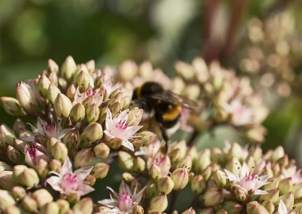 bee on flower