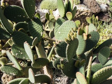 kayalar kaktüsler arasında büyüyen