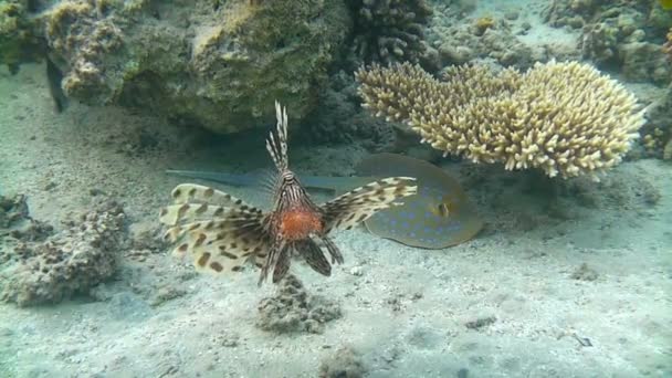 Fast swimming from stingray lionfish — Stock Video