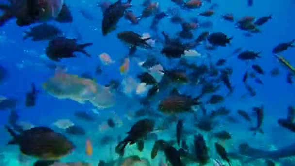 Škola ryba plave v moři. — Stock video