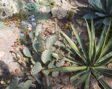 kayalar kaktüsler arasında büyüyen