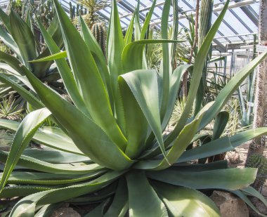 kayalar kaktüsler arasında büyüyen