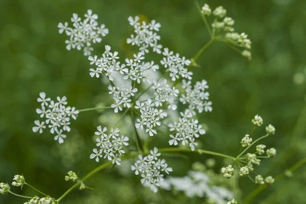 bulanık doğal zemin üzerine beyaz çiçek çiçeklenme