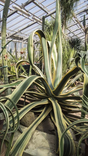 kayalar kaktüsler arasında büyüyen