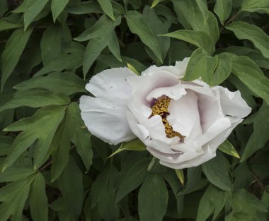 Japon ağaç Şakayık bloom