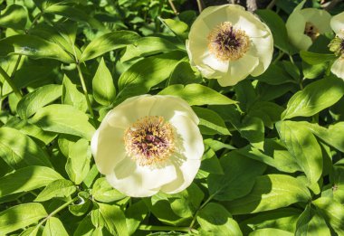 Japon ağaç Şakayık bloom