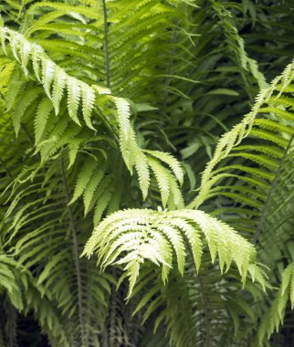 eğreltiotu yaprakları yağmur sonra