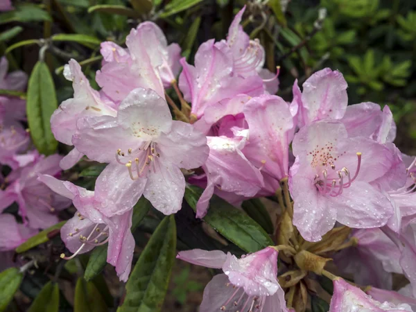 Piękne kwiaty drzewa rododendronów — Zdjęcie stockowe