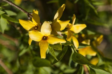 Açık Bud sarı çiçek