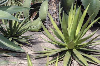 taşlar kaktüs arasında büyüyen