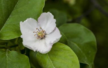 güzel çiçekli elma ağaçlarının.