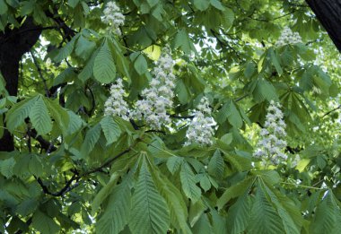 Beyaz kestane çiçeklenme