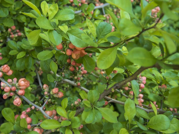 สวยงาม Chaenomeles ภาษาจาเมกาที่มีโฟกัสเลือก — ภาพถ่ายสต็อก