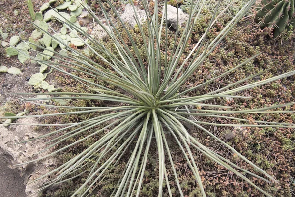 Creciendo entre las rocas cactus —  Fotos de Stock