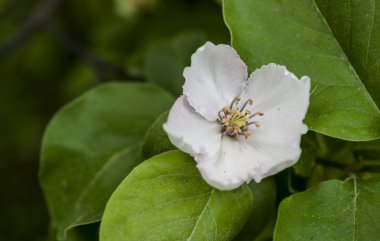 güzel çiçekli elma ağaçlarının.