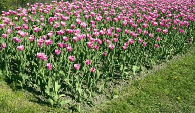 Bahar zaman güneş ışığı ile alanında kırmızı lale