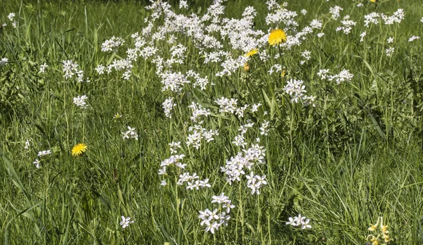 Kwitnący na pole białe i żółte kwiaty — Zdjęcie stockowe