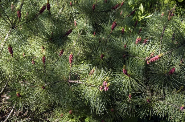 Flowering season fir trees, young red pine cones on green background closeup — Stock Photo, Image