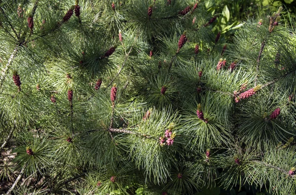 Bloei seizoen sparren, jonge rode dennenappels op groene achtergrond closeup — Stockfoto