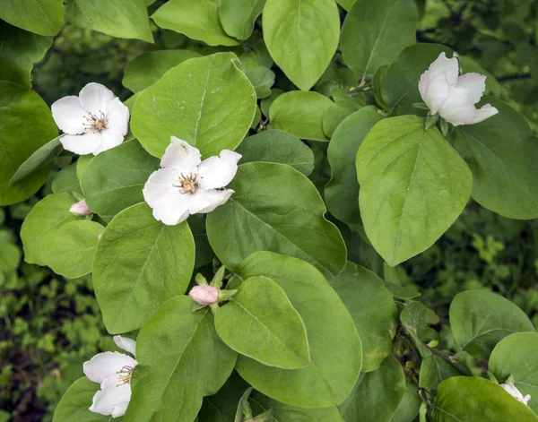 Doğa arka plan üzerinde elma çiçeği