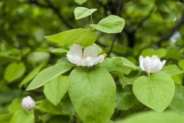 Güzel çiçekli elma ağaçlarının. arka plan bulanık