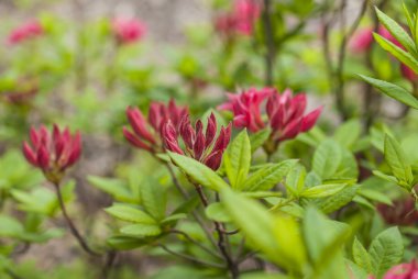 Kırmızı çiçekler dağıtılması