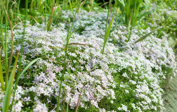 Rogownica. małe, białe kwiaty w lesie wiosna. — Zdjęcie stockowe