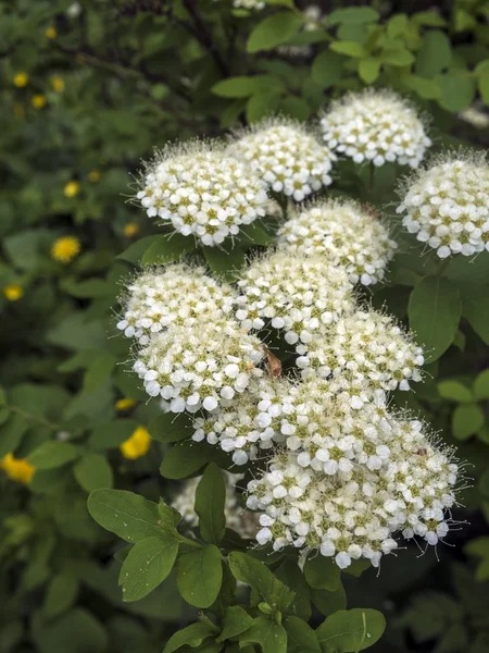 Spirei alpine wiosna bush w kwiat — Zdjęcie stockowe