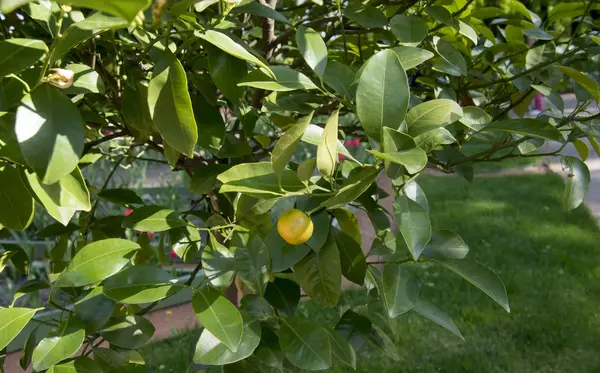 Rama de cultivo naranja — Foto de Stock