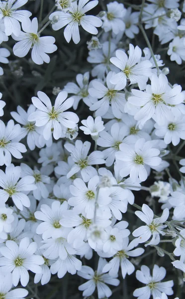 Cerastium。春に小さな白い花 — ストック写真