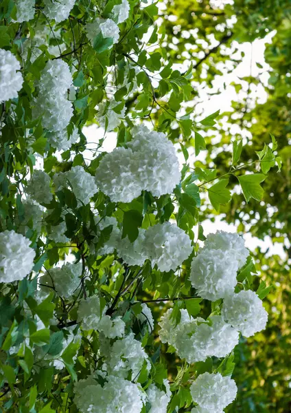 Kwitnące białe kulki Kaliny zwykłych. Boule de neige. Duży biały kwiat piłka wymodelowany zbliżenie — Zdjęcie stockowe