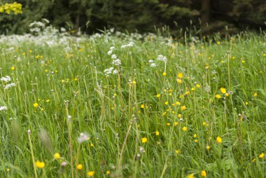 Beyaz ve sarı dandelions alan