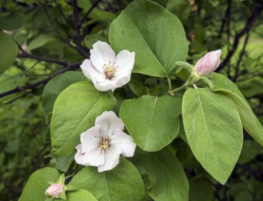 Beyaz elma çiçeği