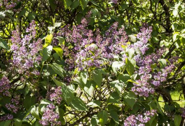 Bahar leylağı çiçekli dal