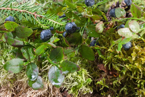 Bush con arándanos después de la lluvia en el bosque — Foto de Stock