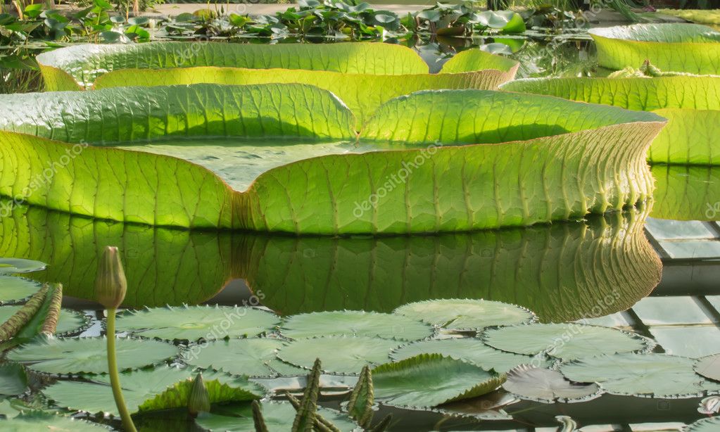 Victoria Amazonica Nenufar Loto Flotante Enorme Foto De Stock