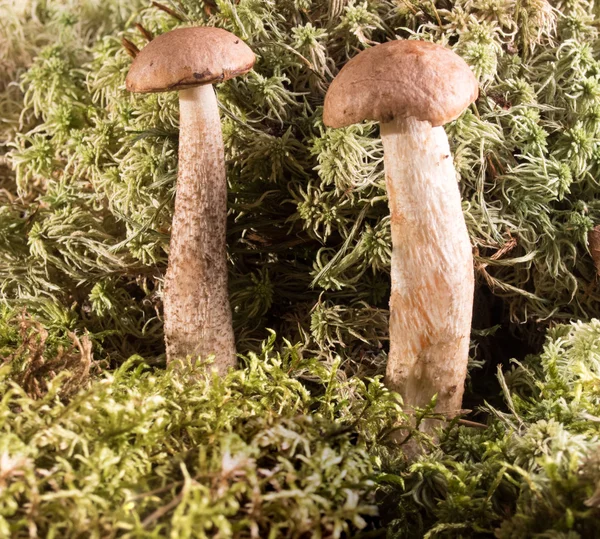 Skog svamp. Boletus med en lång stam — Stockfoto