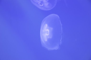 small jellyfish closeup