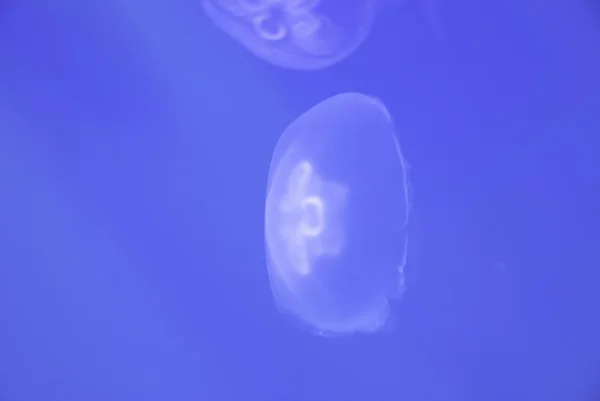 Small jellyfish closeup — Zdjęcie stockowe
