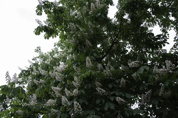 Big blooming chestnut — Stock Photo, Image
